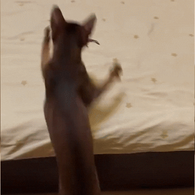 Flapping Bird Cat Toy