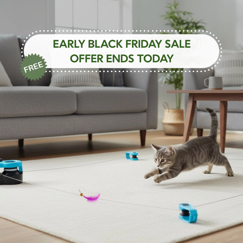 Turn your lazy cat into an athlete!