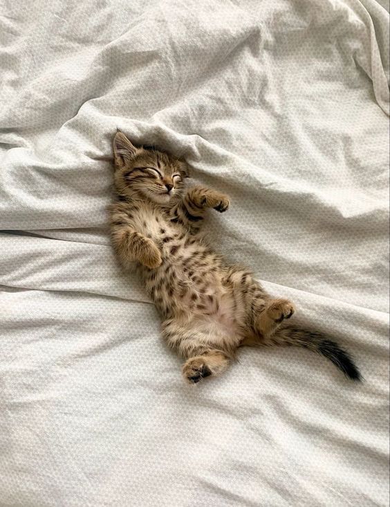 Why does this toy work so